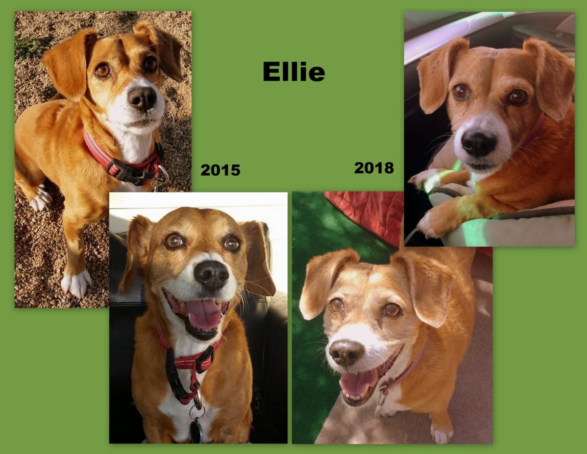 Ellie-Collage.jpg